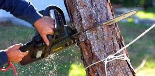 Best Tree Disease Treatment  in , NC
