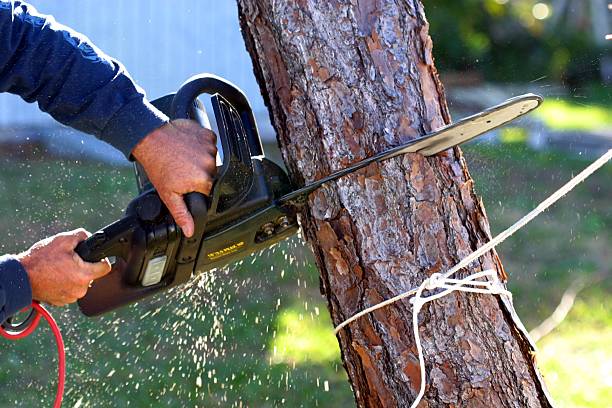 Best Arborist Consultation Services  in , NC