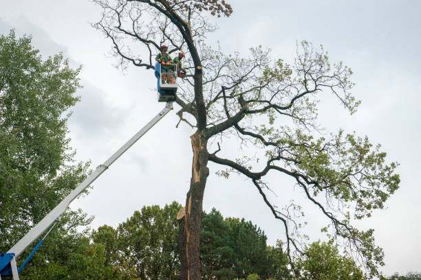 Best Hedge Trimming  in , NC