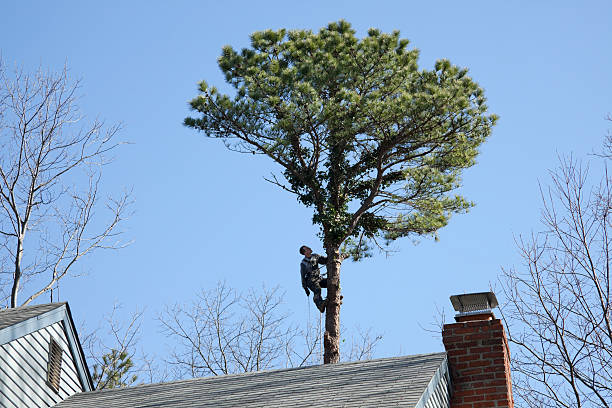  , NC Tree Care Pros